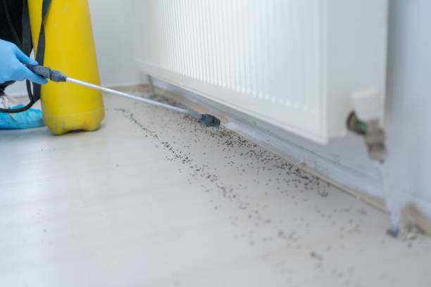 Best Wasp Removal Services  in New Carlisle, OH